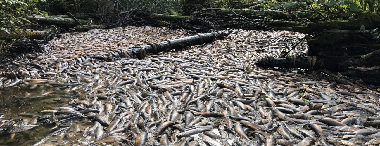 Dead Salmon in BC River Due to Drought